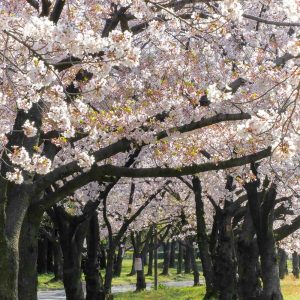 庄内緑地公園、さくら、4月春の花、名古屋市西区の観光・撮影スポットの画像と写真