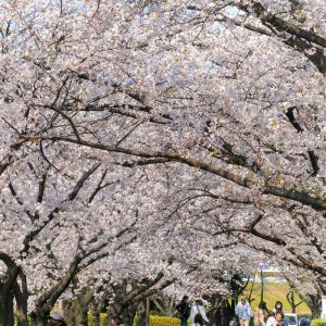 庄内緑地公園、さくら、4月春の花、名古屋市西区の観光・撮影スポットの画像と写真