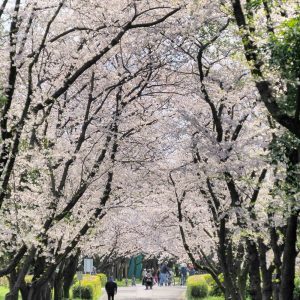 庄内緑地公園、さくら、4月春の花、名古屋市西区の観光・撮影スポットの画像と写真