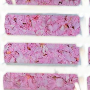 庄内緑地公園、さくら、4月春の花、名古屋市西区の観光・撮影スポットの画像と写真