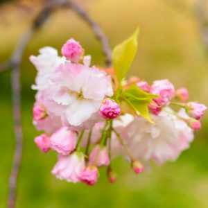 庄内緑地公園、しだれ桜さくら、4月春の花、名古屋市西区の観光・撮影スポットの画像と写真