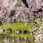 庄内緑地公園、しだれ桜さくら、4月春の花、名古屋市西区の観光・撮影スポットの画像と写真