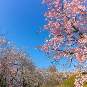 庄内緑地公園、しだれ桜さくら、4月春の花、名古屋市西区の観光・撮影スポットの画像と写真