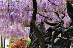 竹鼻別院の藤、５月夏の花、岐阜県羽島市の観光・撮影スポットの画像と写真