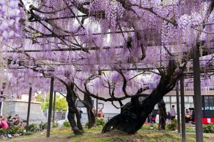 竹鼻別院の藤、５月夏の花、岐阜県羽島市の観光・撮影スポットの画像と写真