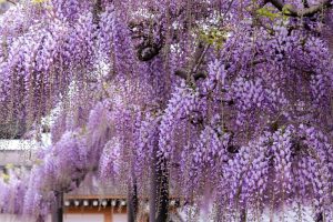 竹鼻別院の藤、５月夏の花、岐阜県羽島市の観光・撮影スポットの画像と写真