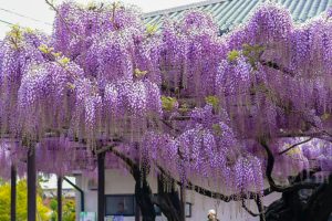 竹鼻別院の藤、５月夏の花、岐阜県羽島市の観光・撮影スポットの画像と写真