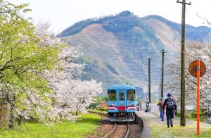 谷汲口駅、樽見鉄道、桜、岐阜県揖斐郡の観光・撮影スポットの画像と写真