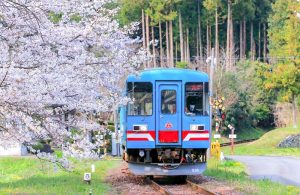 谷汲口駅、樽見鉄道、桜、岐阜県揖斐郡の観光・撮影スポットの画像と写真