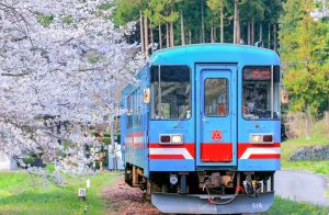 谷汲口駅、樽見鉄道、桜、4月春、岐阜県揖斐郡の観光・撮影スポットの画像と写真