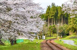 谷汲口駅、樽見鉄道、桜、岐阜県揖斐郡の観光・撮影スポットの画像と写真