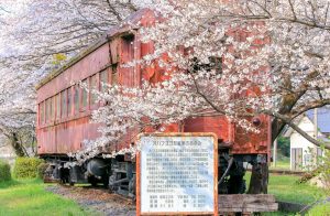 谷汲口駅、樽見鉄道、桜、岐阜県揖斐郡の観光・撮影スポットの画像と写真
