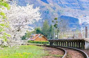 谷汲口駅、樽見鉄道、桜、岐阜県揖斐郡の観光・撮影スポットの画像と写真
