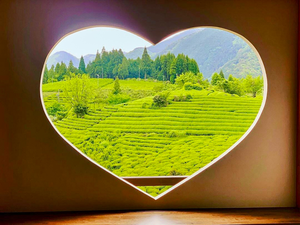 岐阜のマチュピチュ天空の茶畑、５月夏、岐阜県揖斐郡の観光・撮影スポットの画像と写真