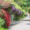陶彩の径、藤棚、5月夏の花、岐阜県多治見市の観光・撮影スポットの画像と写真
