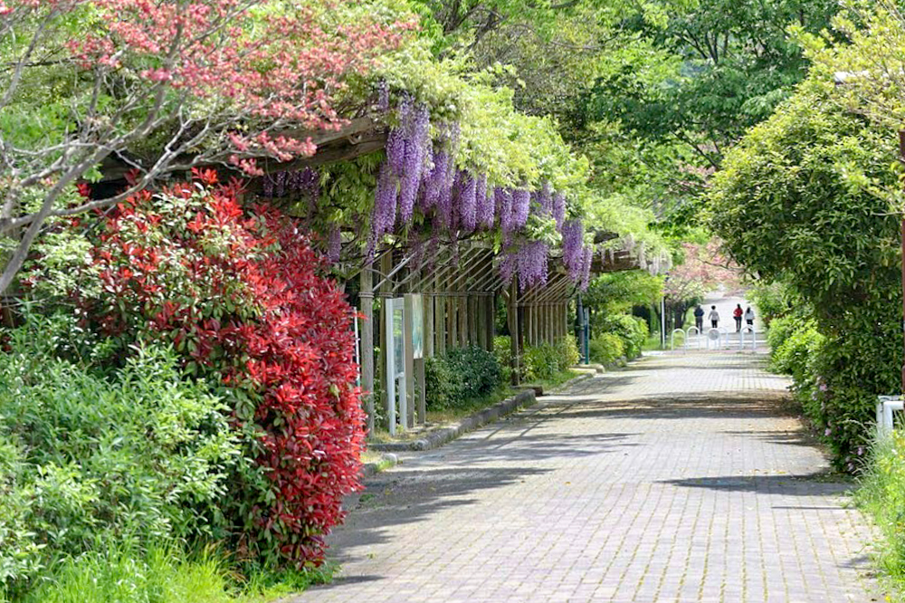 陶彩の径、藤棚、5月夏の花、岐阜県多治見市の観光・撮影スポットの画像と写真