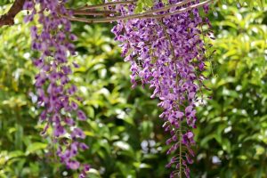 陶彩の径、藤棚、5月夏の花、岐阜県多治見市の観光・撮影スポットの画像と写真