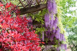 陶彩の径、藤棚、5月夏の花、岐阜県多治見市の観光・撮影スポットの画像と写真