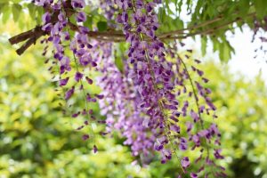 陶彩の径、藤棚、5月夏の花、岐阜県多治見市の観光・撮影スポットの画像と写真