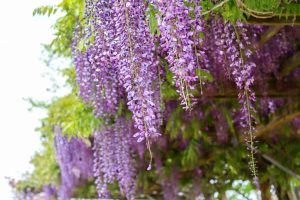 陶彩の径、藤棚、5月夏の花、岐阜県多治見市の観光・撮影スポットの画像と写真