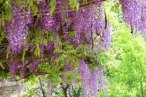 陶彩の径、藤棚、5月夏の花、岐阜県多治見市の観光・撮影スポットの画像と写真
