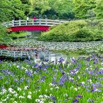 上野台公園 、かきつばた、5月夏の花、愛知県東海市の観光・撮影スポットの画像と写真