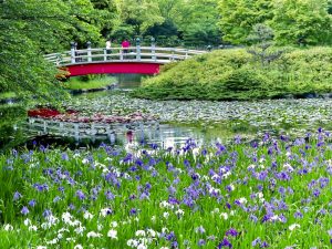 上野台公園 、かきつばた、5月夏の花、愛知県東海市の観光・撮影スポットの画像と写真