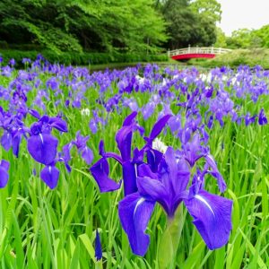 上野台公園 、かきつばた、5月夏の花、愛知県東海市の観光・撮影スポットの画像と写真