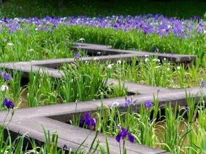 上野台公園 、かきつばた、5月夏の花、愛知県東海市の観光・撮影スポットの画像と写真
