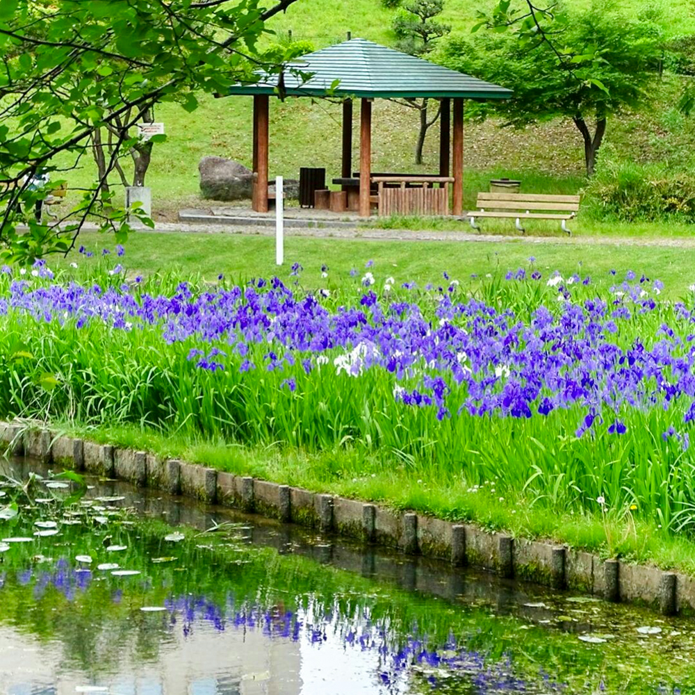 上野台公園 、かきつばた、5月夏の花、愛知県東海市の観光・撮影スポットの画像と写真