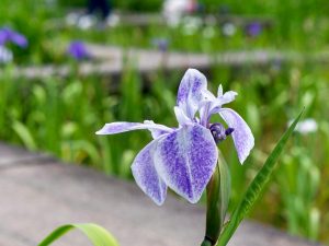 上野台公園 、かきつばた、5月夏の花、愛知県東海市の観光・撮影スポットの画像と写真