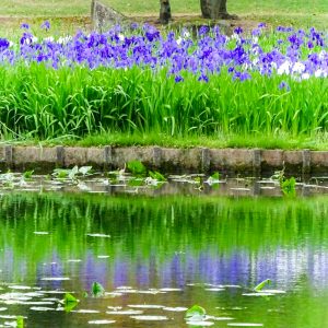 上野台公園 、かきつばた、5月夏の花、愛知県東海市の観光・撮影スポットの画像と写真