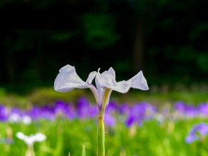 上野台公園 、かきつばた、5月夏の花、愛知県東海市の観光・撮影スポットの画像と写真