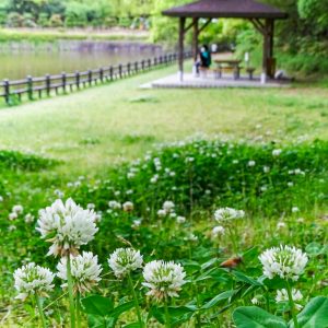 上野台公園 、かきつばた、5月夏の花、愛知県東海市の観光・撮影スポットの画像と写真