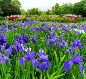 上野台公園 、かきつばた、5月夏の花、愛知県東海市の観光・撮影スポットの画像と写真