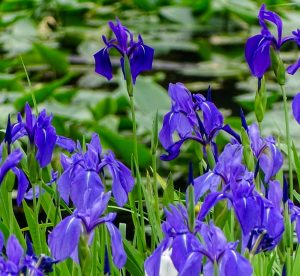 上野台公園 、かきつばた、5月夏の花、愛知県東海市の観光・撮影スポットの画像と写真