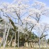根尾谷薄墨桜、3月春の花、岐阜県本巣市の観光・撮影スポットの画像と写真