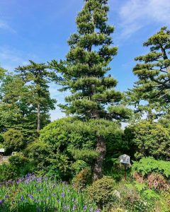 八橋のかきつばた、無量寿寺、5月の夏の花、愛知県知立市の観光・撮影スポットの画像と写真