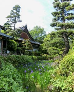 八橋のかきつばた、無量寿寺、5月の夏の花、愛知県知立市の観光・撮影スポットの画像と写真