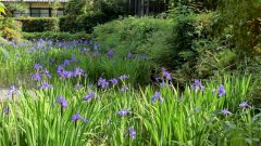 八橋のかきつばた、無量寿寺、5月の夏の花、愛知県知立市の観光・撮影スポットの画像と写真