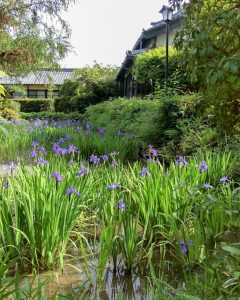 八橋のかきつばた、無量寿寺、5月の夏の花、愛知県知立市の観光・撮影スポットの画像と写真