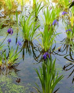 八橋のかきつばた、無量寿寺、5月の夏の花、愛知県知立市の観光・撮影スポットの画像と写真