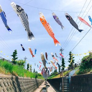 代田川鯉のぼり、4月春、豊川市の観光・撮影スポットの画像と写真