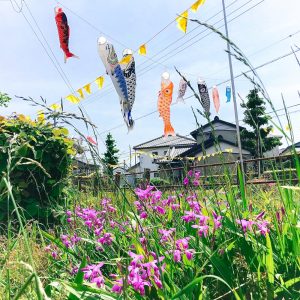 代田川鯉のぼり、4月春、豊川市の観光・撮影スポットの画像と写真