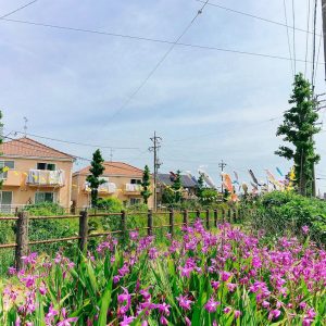 代田川鯉のぼり、4月春、豊川市の観光・撮影スポットの画像と写真