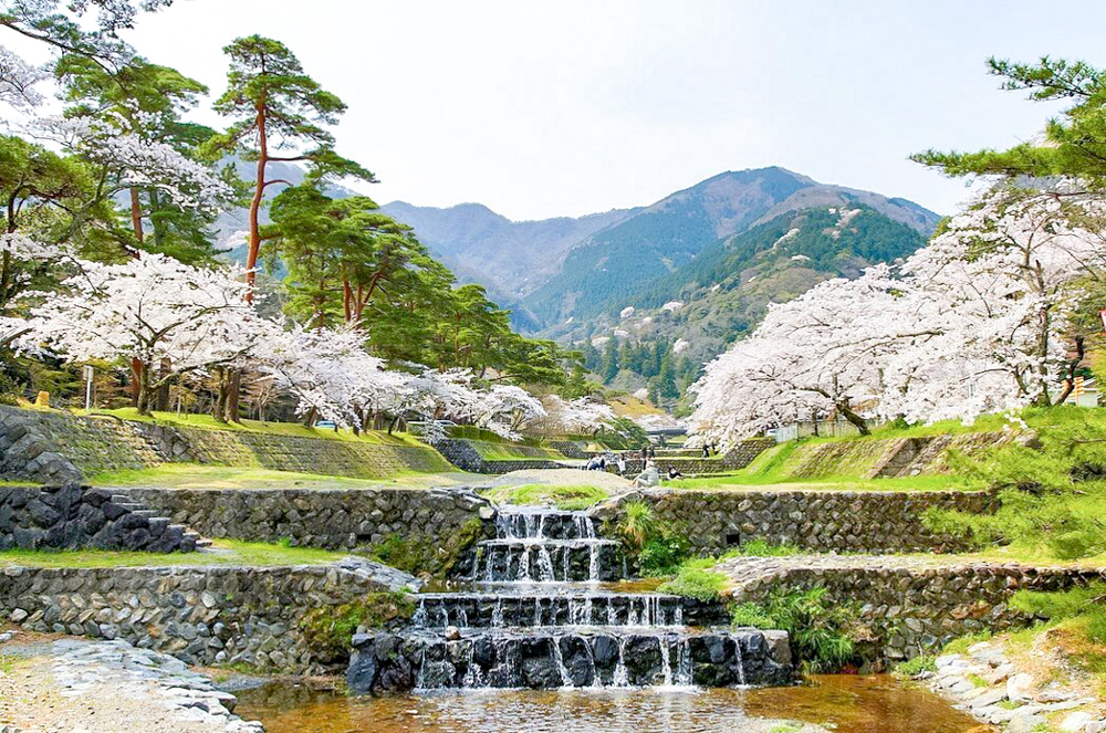 養老公園、桜、3月春の花、岐阜県養老郡の観光・撮影スポットの画像と写真