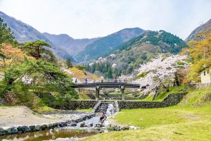 養老公園、桜、3月春の花、岐阜県養老郡の観光・撮影スポットの画像と写真