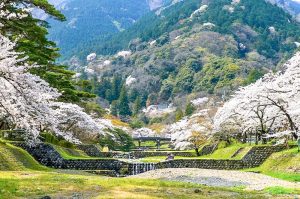 養老公園、桜、3月春の花、岐阜県養老郡の観光・撮影スポットの画像と写真
