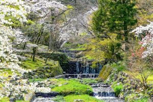 養老公園、桜、3月春の花、岐阜県養老郡の観光・撮影スポットの画像と写真