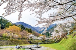 養老公園、桜、3月春の花、岐阜県養老郡の観光・撮影スポットの画像と写真
